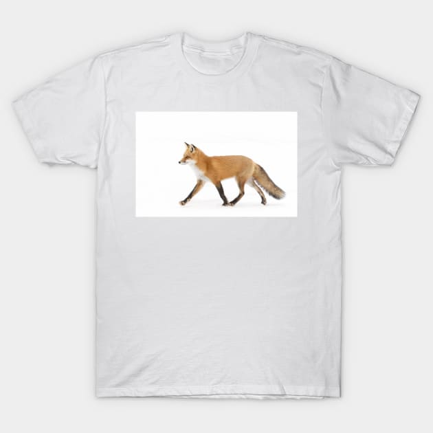 Red Fox - Algonquin Park T-Shirt by Jim Cumming